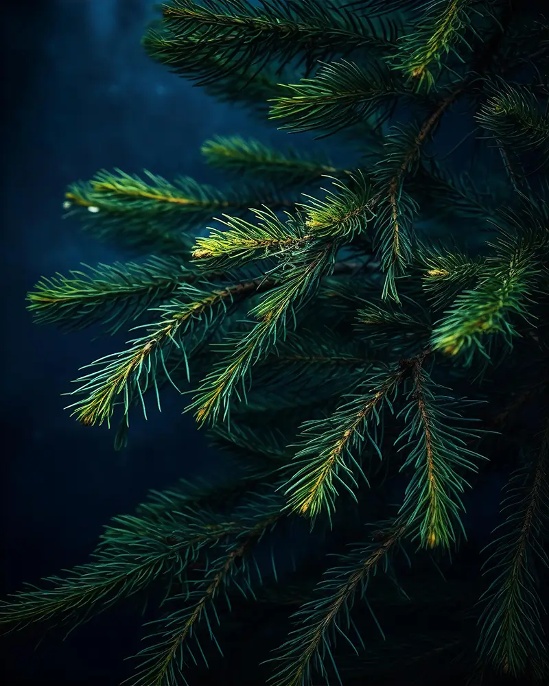 pine-branches-in-a-deep-blue-colour
