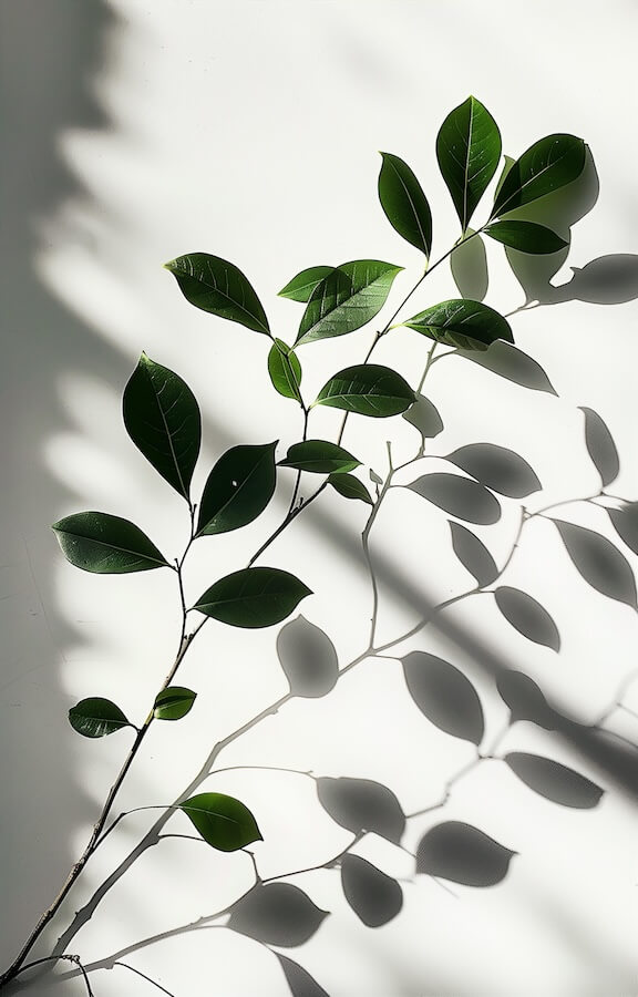 branch-of-green-leaves-with-a-shadow-on-a-white-wall